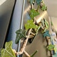3D Ivy Fridge Magnets