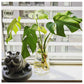 1L Glass Carafe