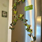 3D Ivy Fridge Magnets